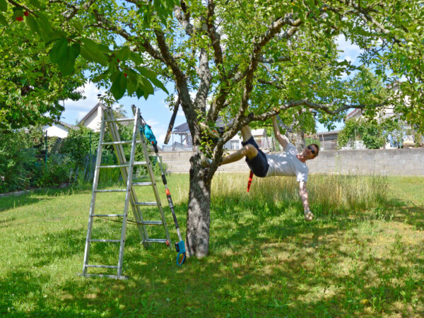 Sommerschnitt an Obstbäumen