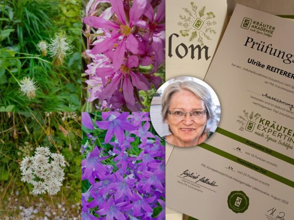 Porträt von Ulrike Reiterer-Bach, zertifizierte Kräuterexpertin nach Ignaz Schlifni, umgeben von Nahaufnahmen heimischer Kräuter und Blüten wie Wegwarte, Sonnenhut und Glockenblume. Im Hintergrund ihr Prüfungszeugnis der FNL-Kräuterakademie und selbst hergestellte Kräuterprodukte in Gläsern und Flaschen.